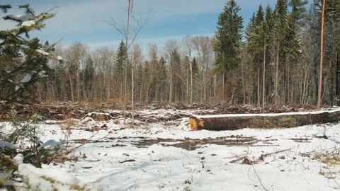 Deforestation, panorama of a winter plot, cut down forest under snow Stock Footage 230320807