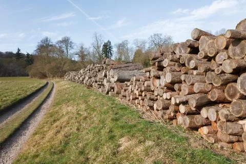 Deforestation Foto stock