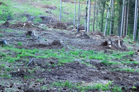Deforestation Stock Photos