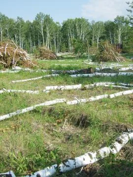 Deforestation Stock Photos