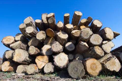 Deforestation Stock Photos