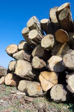 Deforestation Фото