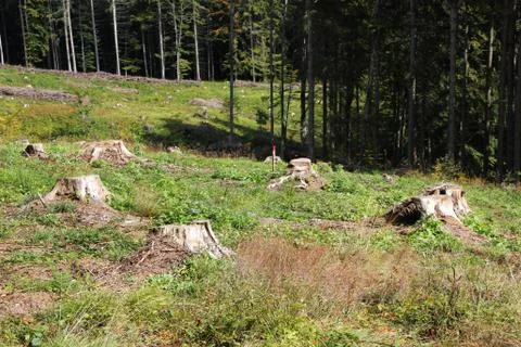 Deforestation Foto stock