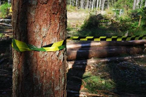 Deforestation Stock Photos