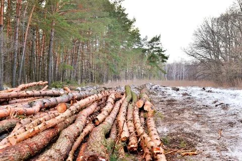 Deforestation Stock Photos