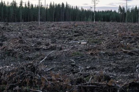 Deforestation Foto stock