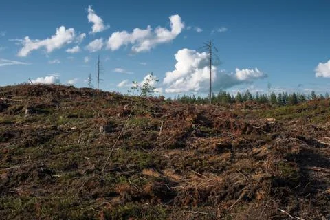 Deforestation Stock Photos