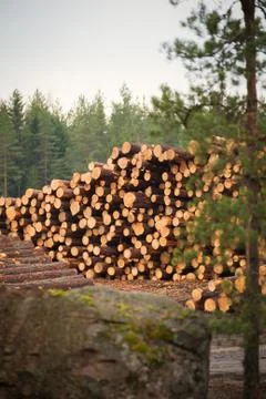 Deforestation Stock Photos