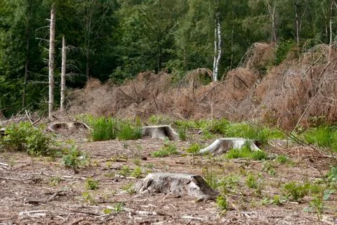 Deforestation Stock Photos