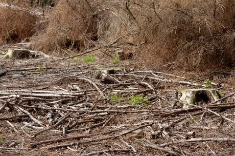 Deforestation Stock Photos