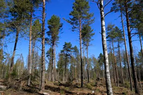 Deforestation Stock Photos