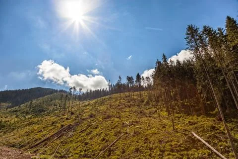 Deforestation Stock Photos