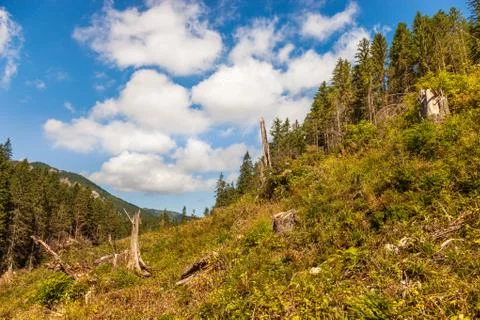 Deforestation Stock Photos