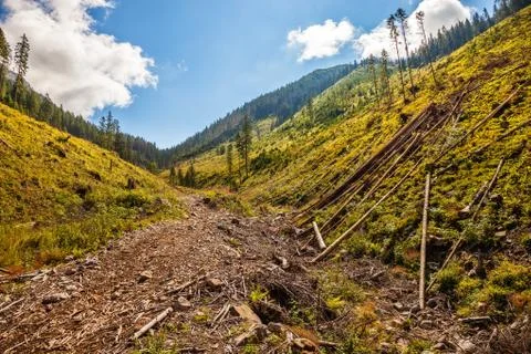 Deforestation Stock Photos