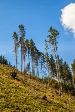 Deforestation Stock Photos