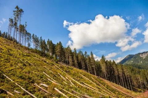 Deforestation Stock Photos
