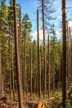 Deforestation Stock Photos