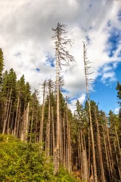 Deforestation Stock Photos