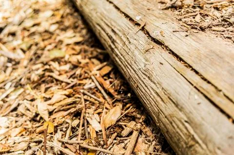 Deforestation Stock Photos