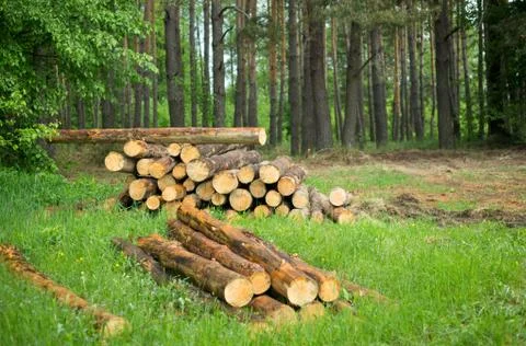 Deforestation Stock Photos
