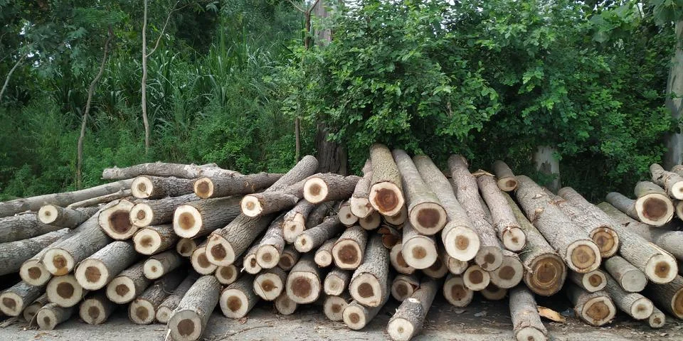 Deforestation Stock Photos