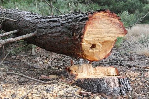 Deforestation Stock-Fotos