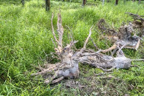 Deforestation Fotos de archivo