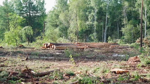 Deforestation. In a pile lie trunks of cut trees and branches. Stumps stick out. Stock Footage 247355439