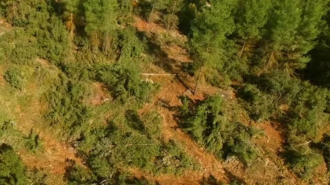 Deforestation in the Pine Forest Aerial Shot Stock Footage 146173659