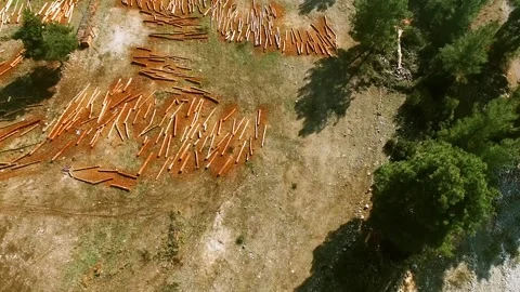 Deforestation in Pine Forest Drone View Stock Footage 146172512