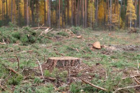 Deforestation of pine forest Stock Photos