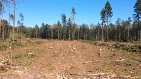Deforestation Of Pine Forests Stock Footage 154377161