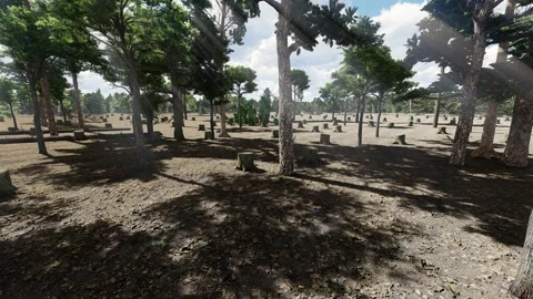Deforestation in a pine tree forest, tree stumps left behind Stock Footage 243176536