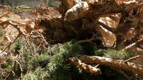 Deforestation Pine Trees Stock Footage 83380053