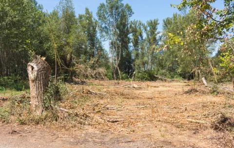 Deforestation problem that leads to environmental problems. Stock Photos