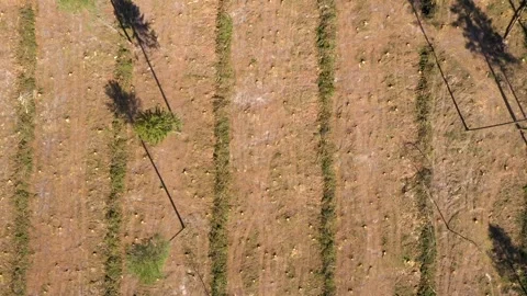 Deforestation process on an industrial scale aerial view Stock Footage 314710530