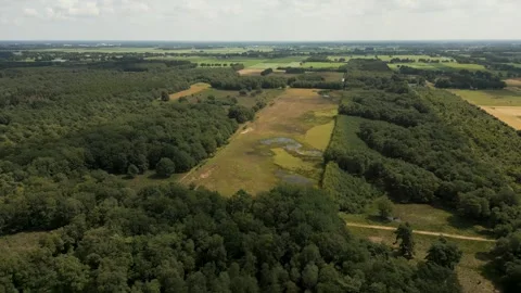 Deforestation process showing a clearing expanding in a forest Stock Footage 293942650