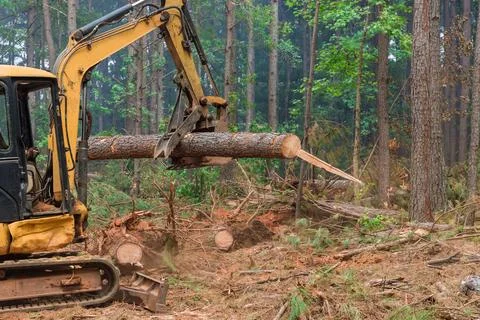 The deforestation process uses a tractor manipulator to lift logs with the help Photos