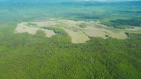 Deforestation, protection of environment Stock Footage 169511932