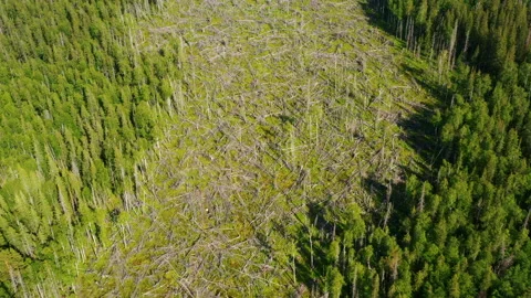 Deforestation, protection of environment Stock-Footage 196173215