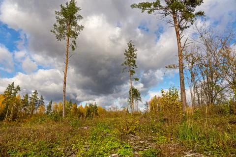 Deforestation. Reproduction of forests. Stock Photos