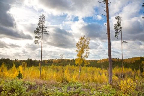 Deforestation. Reproduction of forests. Stock Photos