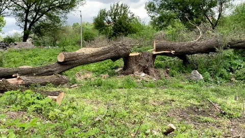 Deforestation saw stumps cut close-up Stock Footage 246374406