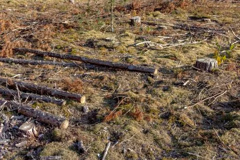 Deforestation - sawn trees, tree stumps Stock Photos