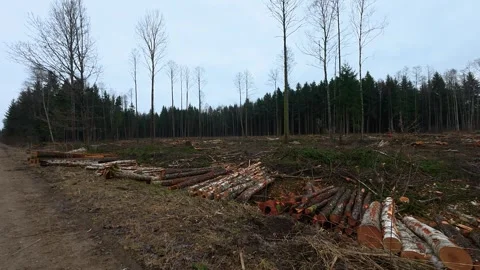 Deforestation Scene: Logs in a Cleared Forest Area Stock Footage 333199917