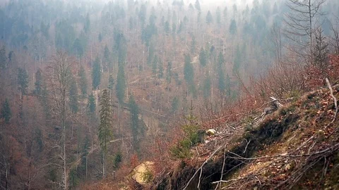 Deforestation scene in a mountain pine forest Stock Footage 98622248