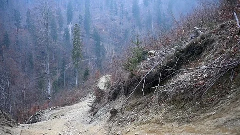 Deforestation scene in a mountain pine forest 스톡 동영상 98622443