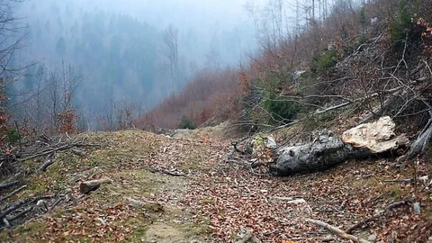 Deforestation scene in a mountain pine forest Stock Footage 98622513