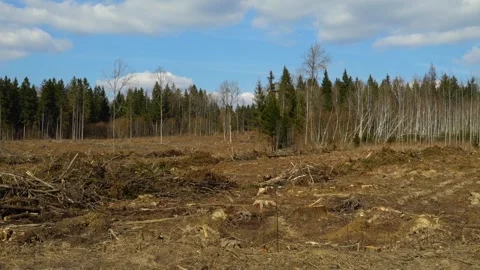 Deforestation site in forest area showing clear-cut trees and barren land under Stock Footage 332015254