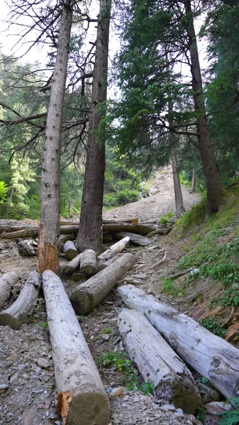 Deforestation site with scattered wood logs Stock Footage 297980336